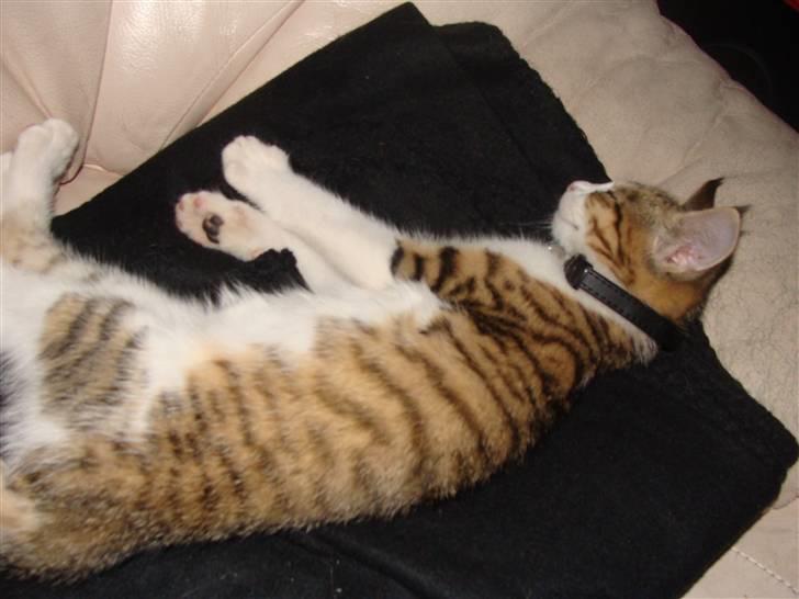 Huskat Nuller (Solgt) billede 4