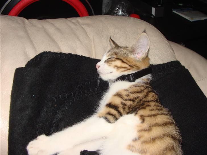 Huskat Nuller (Solgt) billede 5