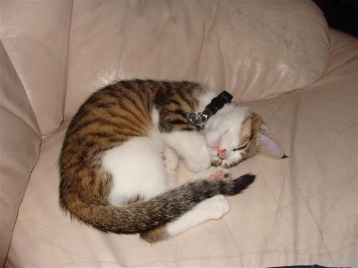 Huskat Nuller (Solgt) billede 6