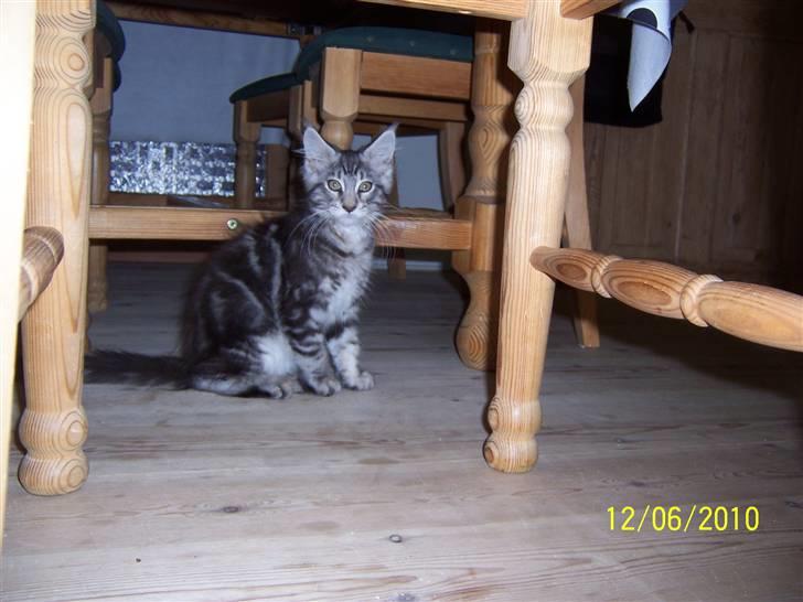 Maine Coon Maximus R.I.P. - Hva´ laver du under bordet mor? billede 10