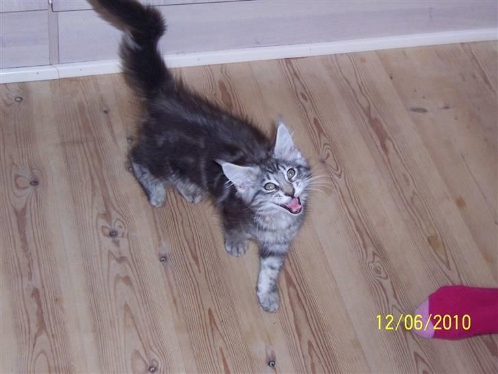 Maine Coon Maximus R.I.P. - man har vel lov at ha´ sine meninger billede 11