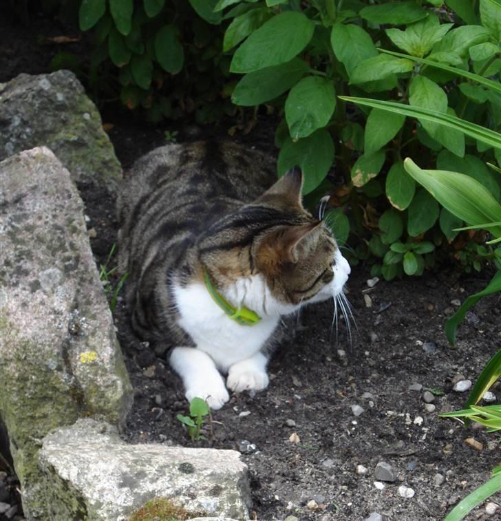 Huskat Sofus R.I.P billede 11