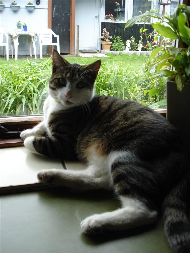 Huskat Sofus R.I.P billede 12