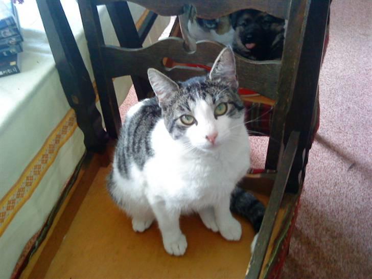 Huskat Basse billede 7