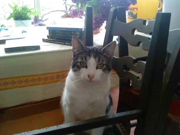 Huskat Basse billede 8