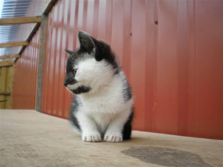 Huskat Thor Død d 4-1-2011 billede 6