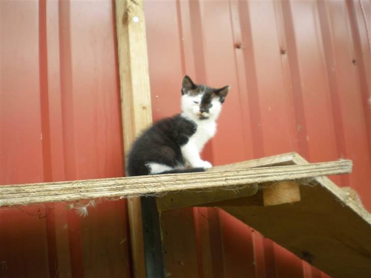 Huskat Thor Død d 4-1-2011 billede 7