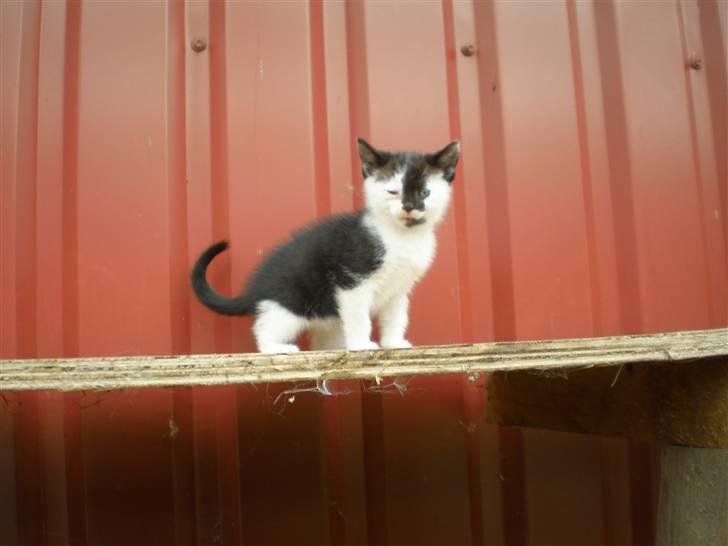 Huskat Thor Død d 4-1-2011 billede 8