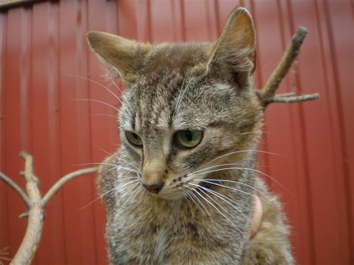 Huskat Jolle - Rip billede 9