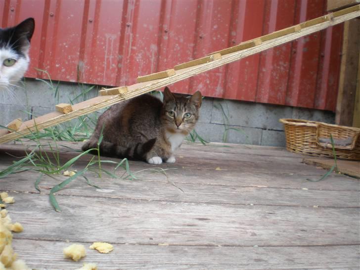 Huskat Jolle - Rip billede 10