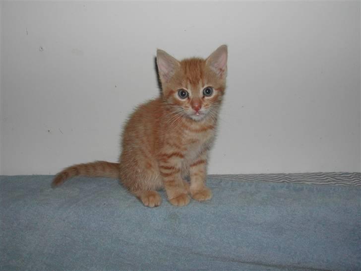 Europé DK Rothes Jacobine  - DK Rothes Jacobine (EUR d 24 ) rødspottet. her er hun ca 5 uger. billede 1