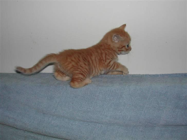 Europé DK Rothes Jacobine  billede 2