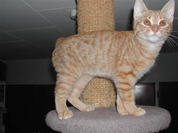 Europé DK Rothes Jacobine  - DK Rothes Jacobine (EUR d 24 ) Her er hun 14 uger.  billede 3