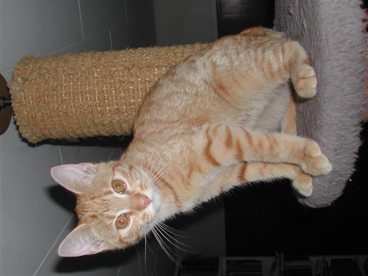 Europé DK Rothes Jacobine  - DK Rothes Jacobine (EUR d 24 ) Her er hun 14 uger.  billede 4