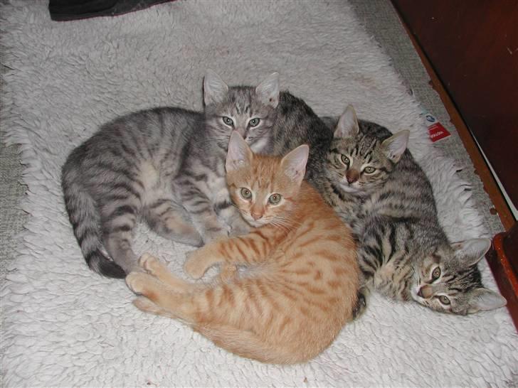 Europé DK Rothes Jacobine  - Mit J- kuld født 22/2/10..Heriblandt DK Rothes Jacobine i midten. Her er kuldet ca 10 uger  billede 5