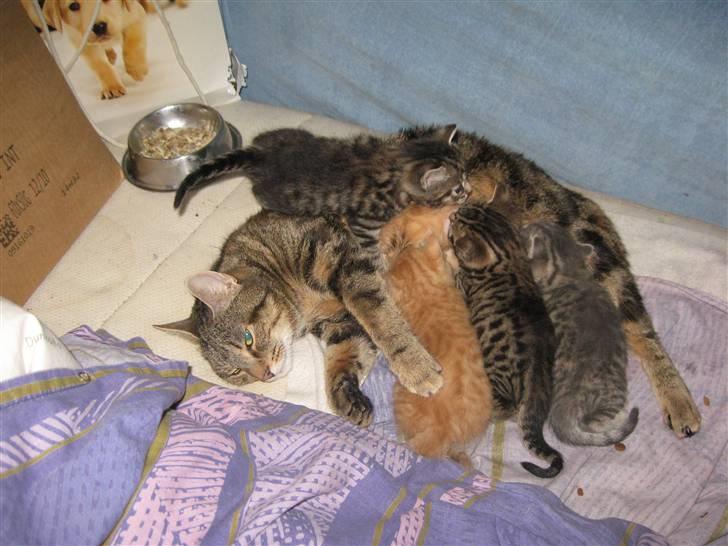 Europé DK Rothes Jacobine  - Mor DK Periferi Grisling - ligger her i min seng med sine 17 dage gamle Europé killinger, billede 7