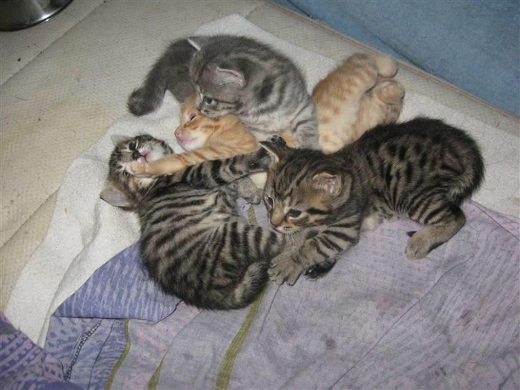 Europé DK Rothes Jacobine  - Jacobine leger med sine søskende, Josefine, Jesabel og Julio. ..:-) Her er de ca 6 uger. billede 8