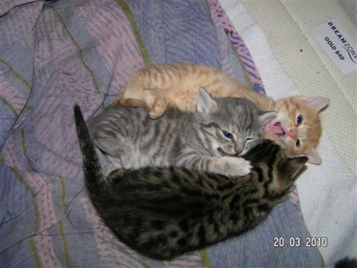 Europé DK Rothes Jacobine  - Så leget jacobine ...det går vildt for sig ..av,av.. billede 9