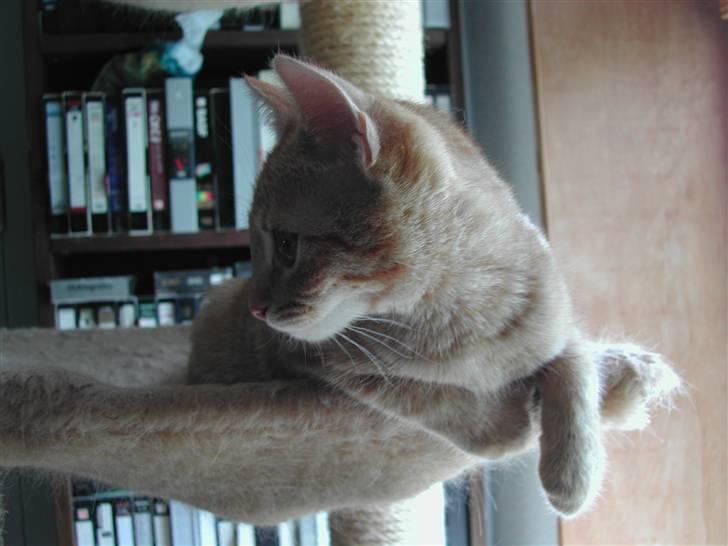 Europé DK Rothes Jacobine  - Så er Jacobine blevet 15½ uge.. billede 10