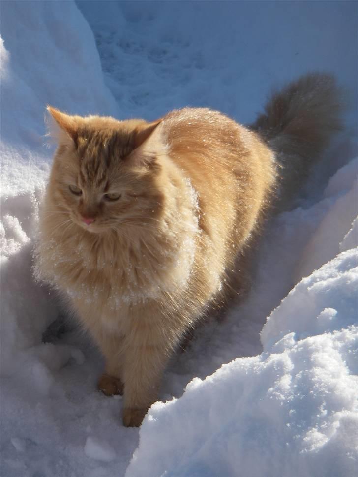 Blanding af racer Shrek billede 12