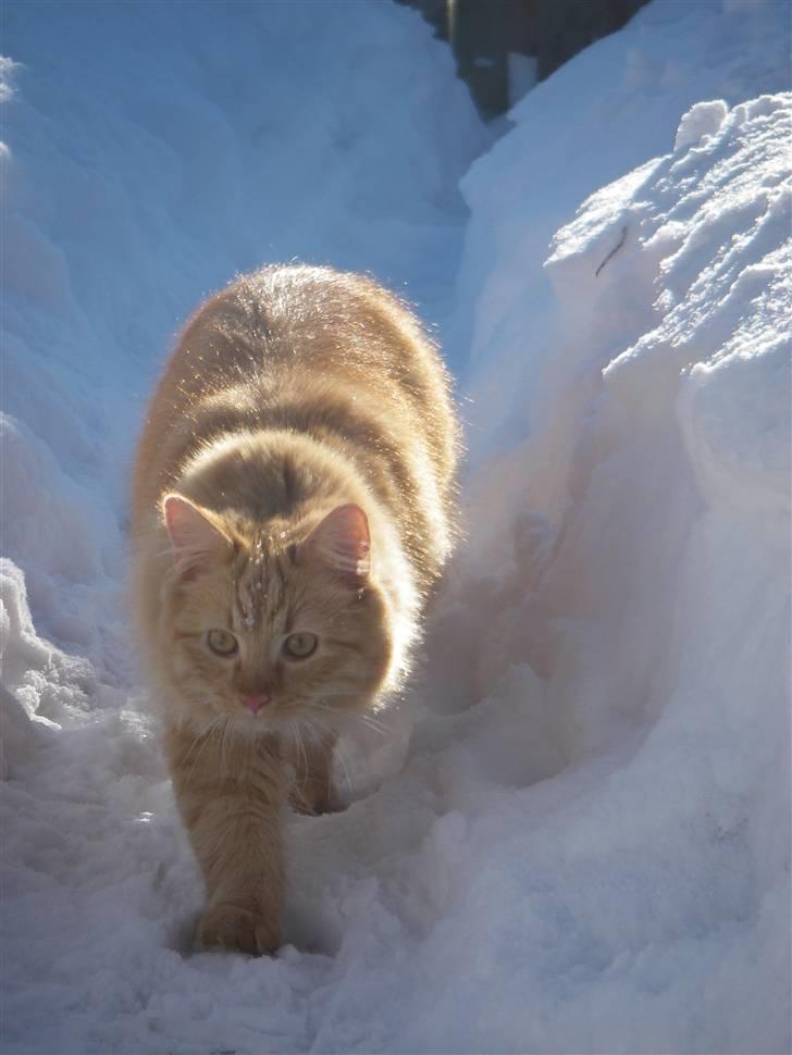 Blanding af racer Shrek billede 13