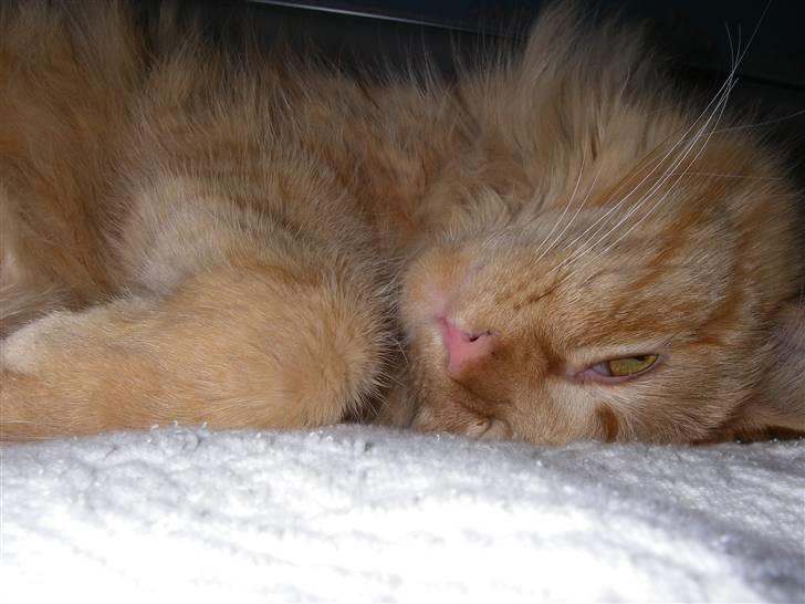 Blanding af racer Shrek billede 14