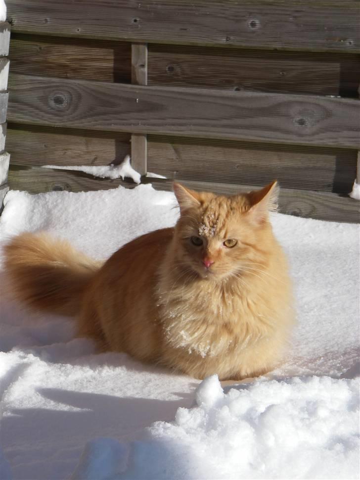 Blanding af racer Shrek billede 15