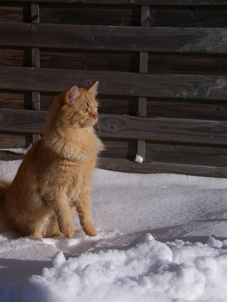 Blanding af racer Shrek billede 16