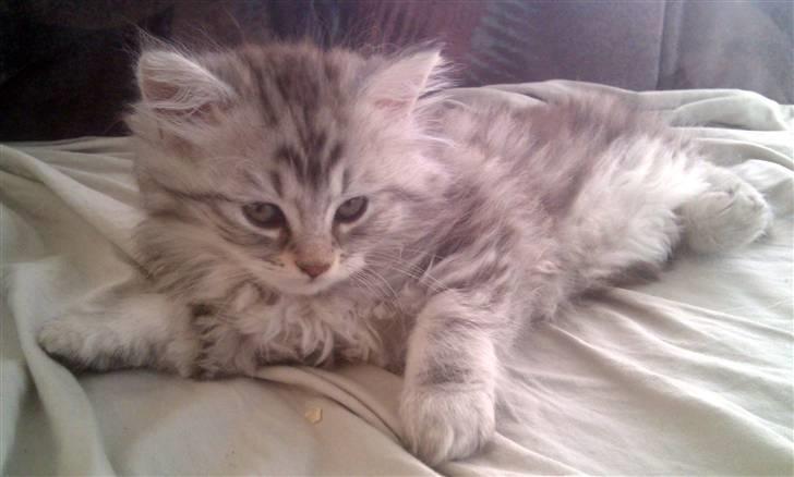 Blanding af racer Trunte - Er jeg ikke fin.. En rigtig lille fotogen mis ;)  billede 1