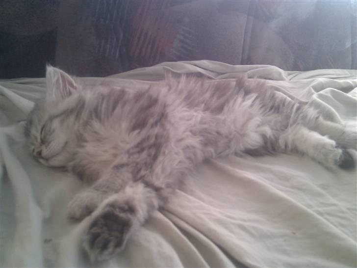 Blanding af racer Trunte - Puuh hvor er jeg blevet godt udmattet og trænger til en lur efter alt det legeri med mine søskende :)  billede 2