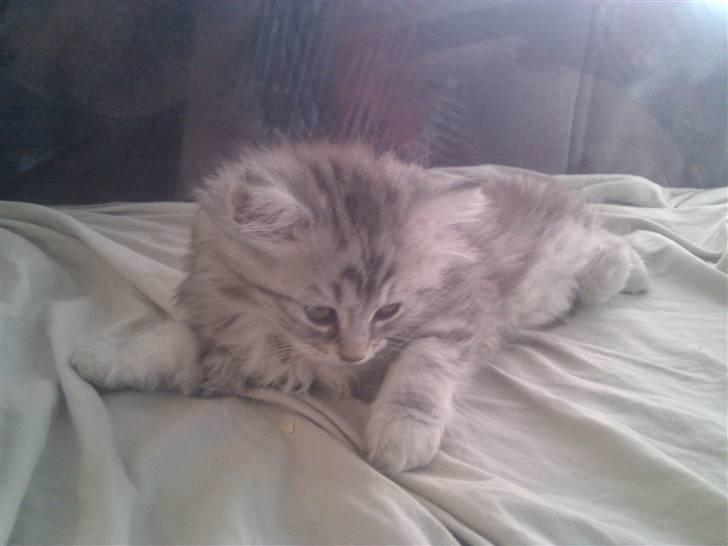 Blanding af racer Trunte - Blev så færdig mor med alt den fotografering, så jeg kan sove  billede 3