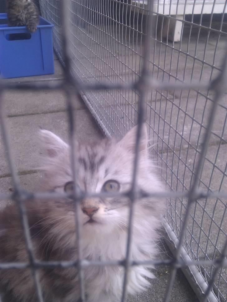 Blanding af racer Trunte billede 4