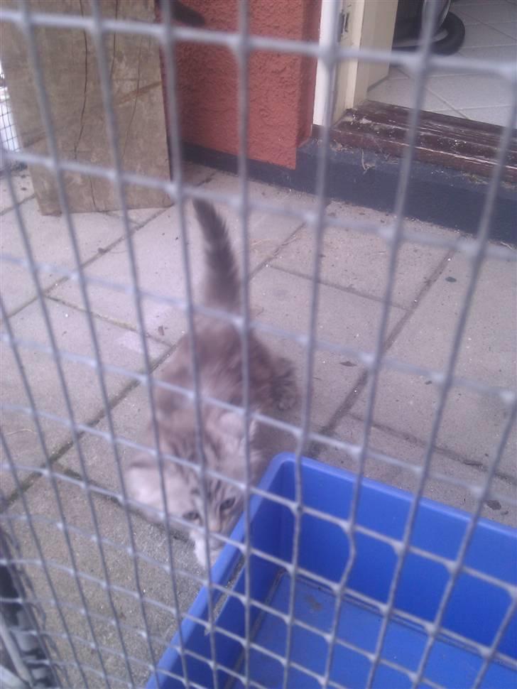 Blanding af racer Trunte - Nej dog. Hvad er dog det. Ser spændende ud..  billede 5