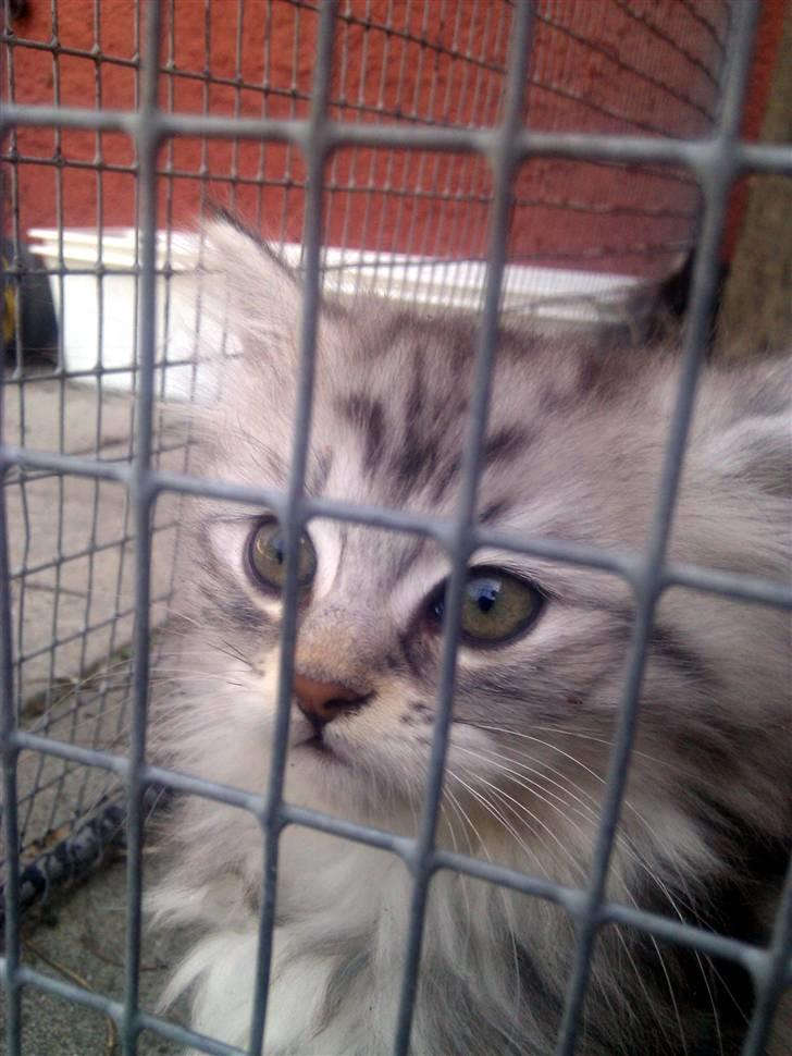 Blanding af racer Trunte - Sidder lige i mine engne tanker, mens jeg kigger ud  billede 6