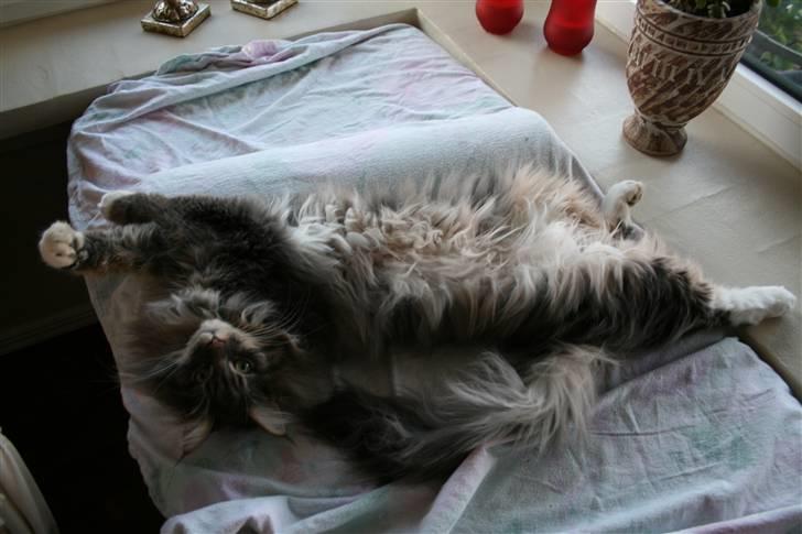Maine Coon Baku billede 6