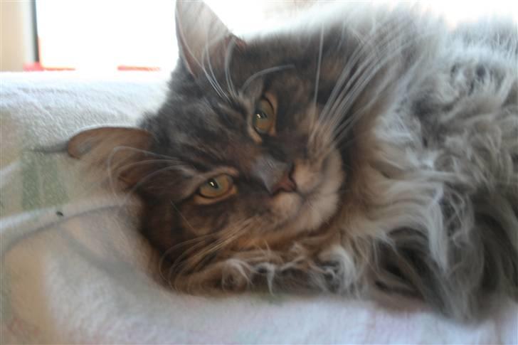 Maine Coon Baku billede 7