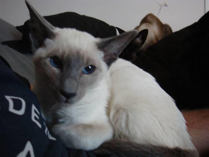 Siameser Bella - Smuksak :o) billede 1