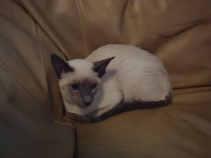 Siameser Bella billede 2