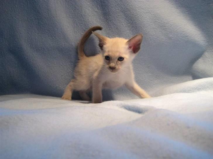 Siameser Bella - Haha, lille baby :D Husk at holde balancen :o) billede 3