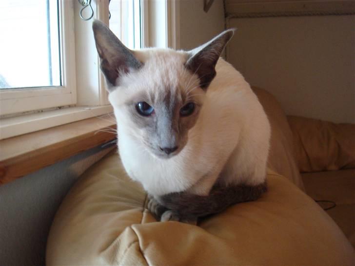 Siameser Bella billede 4