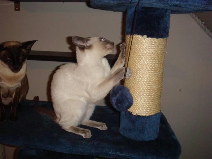 Siameser Bella - Grrrrr.. KradseKradseKradse  :D billede 5