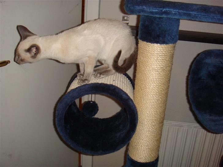 Siameser Bella billede 6