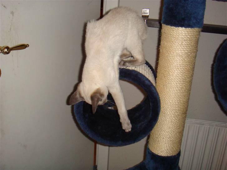 Siameser Bella billede 7