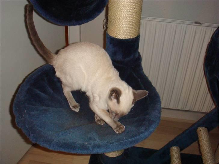 Siameser Bella billede 8