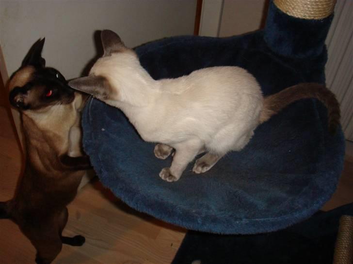 Siameser Bella billede 9