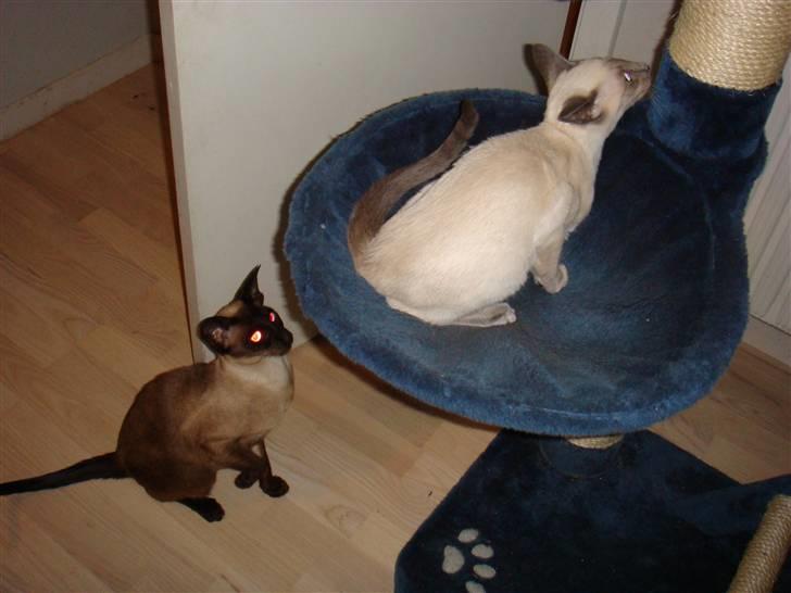 Siameser Bella billede 10