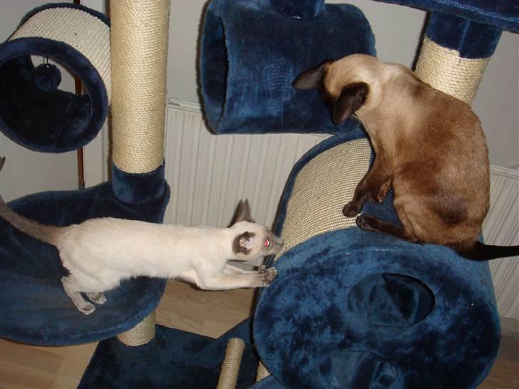 Siameser Bella billede 11