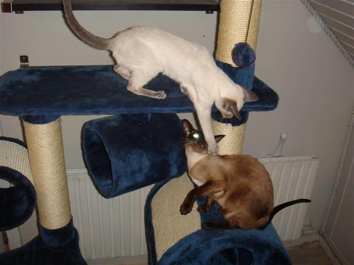 Siameser Bella - Drillepind :o) billede 12