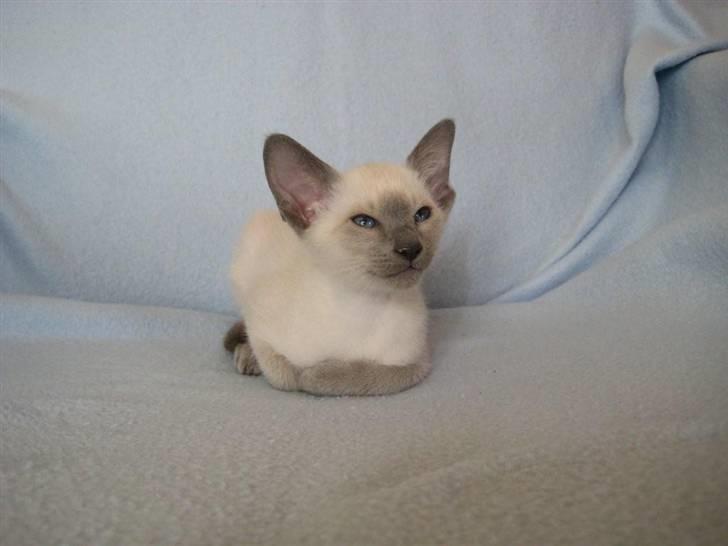 Siameser Bella - Så smuk :) billede 13