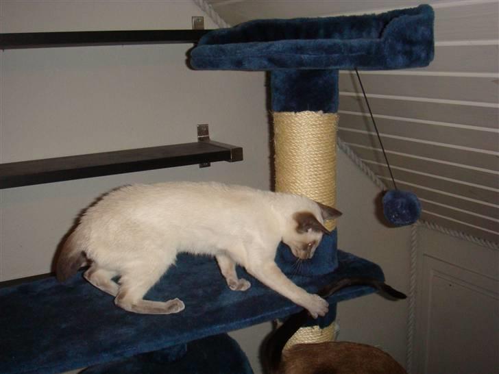 Siameser Bella billede 14